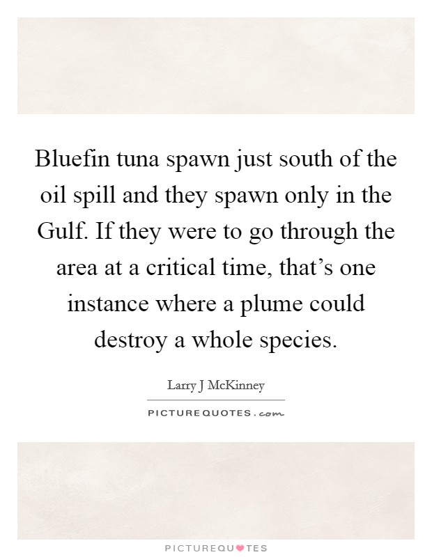 Bluefin tuna spawn just south of the oil spill and they spawn only in the Gulf. If they were to go through the area at a critical time, that's one instance where a plume could destroy a whole species Picture Quote #1