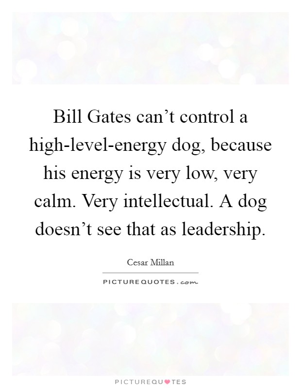 Bill Gates can't control a high-level-energy dog, because his energy is very low, very calm. Very intellectual. A dog doesn't see that as leadership Picture Quote #1