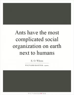 Ants have the most complicated social organization on earth next to humans Picture Quote #1