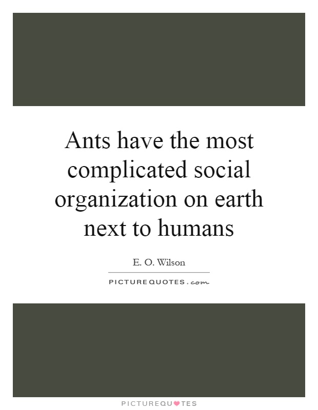 Ants have the most complicated social organization on earth next to humans Picture Quote #1