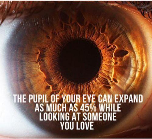 The pupil of your eye can expand as much as 45 percent while looking at someone you love Picture Quote #1