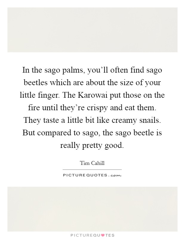 In the sago palms, you'll often find sago beetles which are about the size of your little finger. The Karowai put those on the fire until they're crispy and eat them. They taste a little bit like creamy snails. But compared to sago, the sago beetle is really pretty good Picture Quote #1
