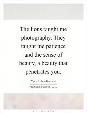 The lions taught me photography. They taught me patience and the sense of beauty, a beauty that penetrates you Picture Quote #1