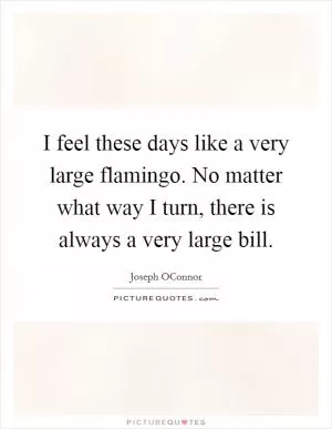 I feel these days like a very large flamingo. No matter what way I turn, there is always a very large bill Picture Quote #1