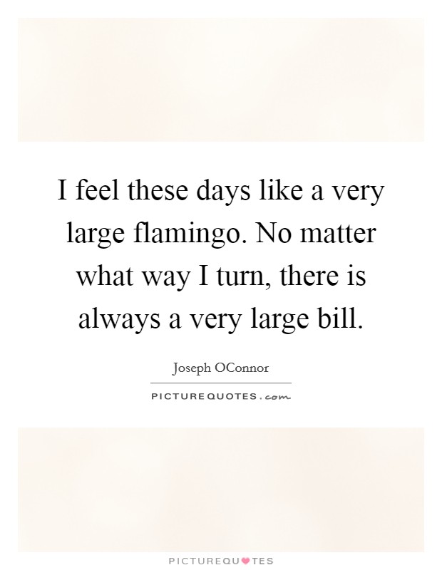 I feel these days like a very large flamingo. No matter what way I turn, there is always a very large bill Picture Quote #1