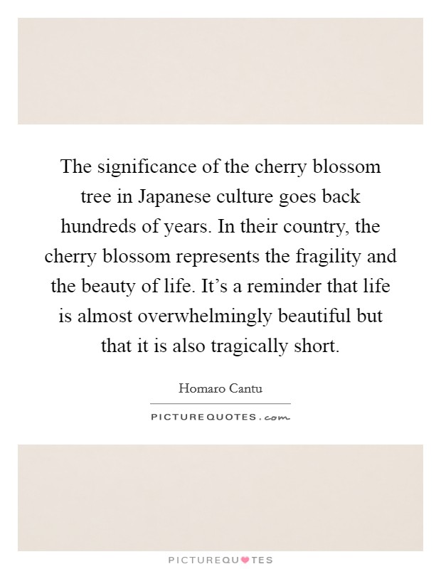 The significance of the cherry blossom tree in Japanese culture goes back hundreds of years. In their country, the cherry blossom represents the fragility and the beauty of life. It's a reminder that life is almost overwhelmingly beautiful but that it is also tragically short Picture Quote #1