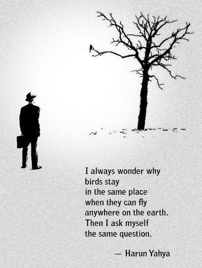 I always wonder why birds stay in the same place when they can fly anywhere on the Earth. Then I ask myself the same question Picture Quote #1