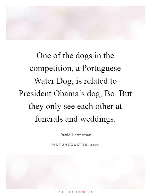 One of the dogs in the competition, a Portuguese Water Dog, is related to President Obama's dog, Bo. But they only see each other at funerals and weddings Picture Quote #1