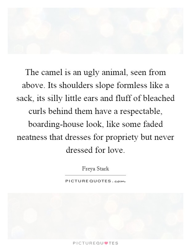 The camel is an ugly animal, seen from above. Its shoulders slope formless like a sack, its silly little ears and fluff of bleached curls behind them have a respectable, boarding-house look, like some faded neatness that dresses for propriety but never dressed for love Picture Quote #1