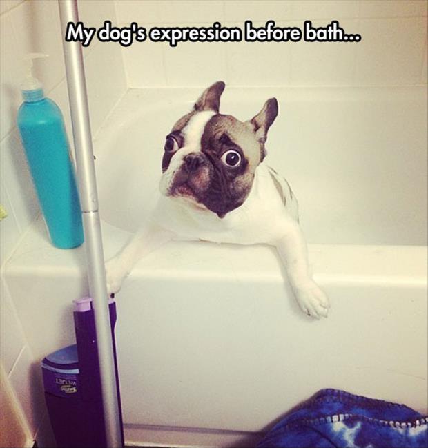 My dog’s expression before bath Picture Quote #1