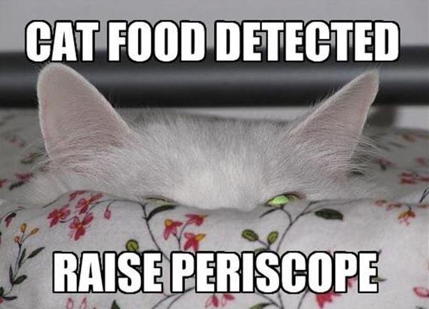 Cat food detected, raise perirscope Picture Quote #1