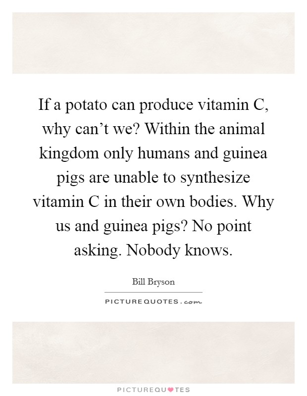 If a potato can produce vitamin C, why can't we? Within the animal kingdom only humans and guinea pigs are unable to synthesize vitamin C in their own bodies. Why us and guinea pigs? No point asking. Nobody knows Picture Quote #1