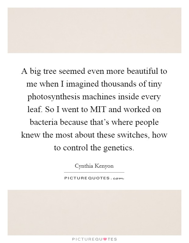 A big tree seemed even more beautiful to me when I imagined thousands of tiny photosynthesis machines inside every leaf. So I went to MIT and worked on bacteria because that's where people knew the most about these switches, how to control the genetics Picture Quote #1