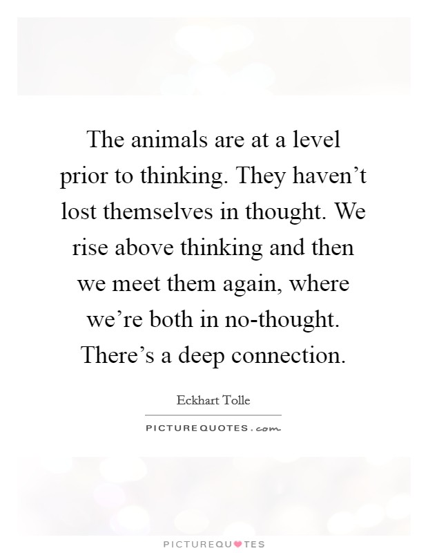 The animals are at a level prior to thinking. They haven't lost themselves in thought. We rise above thinking and then we meet them again, where we're both in no-thought. There's a deep connection Picture Quote #1