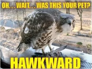 Oh... wait... was this your pet? Hawkward Picture Quote #1