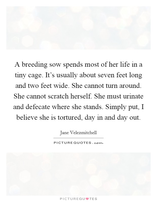 A breeding sow spends most of her life in a tiny cage. It's usually about seven feet long and two feet wide. She cannot turn around. She cannot scratch herself. She must urinate and defecate where she stands. Simply put, I believe she is tortured, day in and day out Picture Quote #1