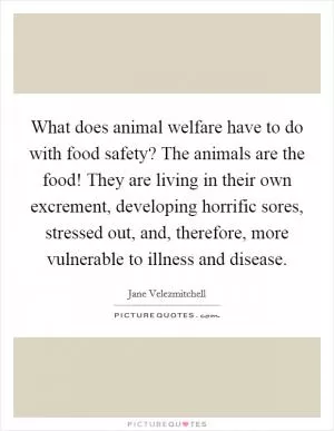 What does animal welfare have to do with food safety? The animals are the food! They are living in their own excrement, developing horrific sores, stressed out, and, therefore, more vulnerable to illness and disease Picture Quote #1
