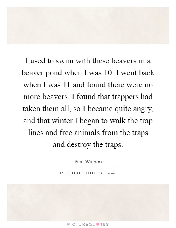 I used to swim with these beavers in a beaver pond when I was 10. I went back when I was 11 and found there were no more beavers. I found that trappers had taken them all, so I became quite angry, and that winter I began to walk the trap lines and free animals from the traps and destroy the traps Picture Quote #1