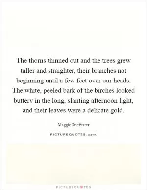 The thorns thinned out and the trees grew taller and straighter, their branches not beginning until a few feet over our heads. The white, peeled bark of the birches looked buttery in the long, slanting afternoon light, and their leaves were a delicate gold Picture Quote #1