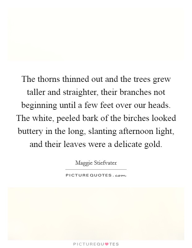 The thorns thinned out and the trees grew taller and straighter, their branches not beginning until a few feet over our heads. The white, peeled bark of the birches looked buttery in the long, slanting afternoon light, and their leaves were a delicate gold. Picture Quote #1