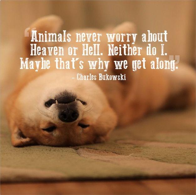Animals never worry about Heaven or Hell. Neither do I. Maybe that's why we get along Picture Quote #1