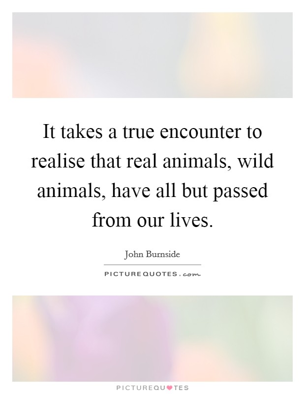 It takes a true encounter to realise that real animals, wild animals, have all but passed from our lives. Picture Quote #1