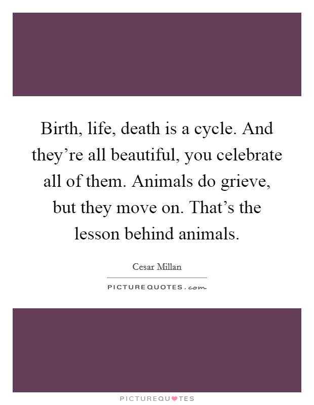 Birth, life, death is a cycle. And they're all beautiful, you celebrate all of them. Animals do grieve, but they move on. That's the lesson behind animals. Picture Quote #1