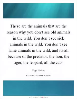 These are the animals that are the reason why you don’t see old animals in the wild. You don’t see sick animals in the wild. You don’t see lame animals in the wild, and its all because of the predator: the lion, the tiger, the leopard, all the cats Picture Quote #1
