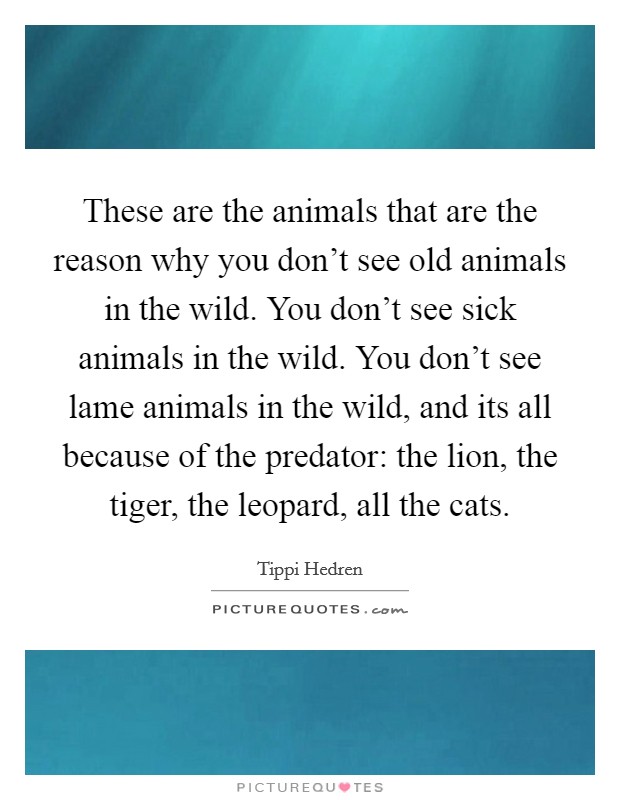 These are the animals that are the reason why you don't see old animals in the wild. You don't see sick animals in the wild. You don't see lame animals in the wild, and its all because of the predator: the lion, the tiger, the leopard, all the cats. Picture Quote #1