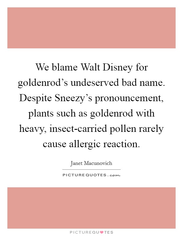 We blame Walt Disney for goldenrod's undeserved bad name. Despite Sneezy's pronouncement, plants such as goldenrod with heavy, insect-carried pollen rarely cause allergic reaction. Picture Quote #1