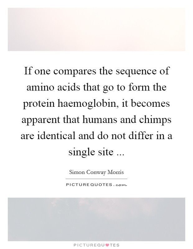 If one compares the sequence of amino acids that go to form the protein haemoglobin, it becomes apparent that humans and chimps are identical and do not differ in a single site ... Picture Quote #1