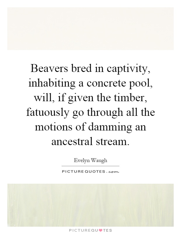 Beavers bred in captivity, inhabiting a concrete pool, will, if given the timber, fatuously go through all the motions of damming an ancestral stream Picture Quote #1