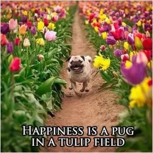 Happiness is a pug in a tulip field Picture Quote #1