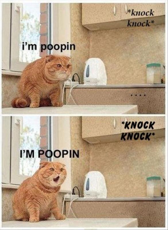 Knock. Knock. I’m poopin. Knock. Knock. I’m pooping! Picture Quote #1