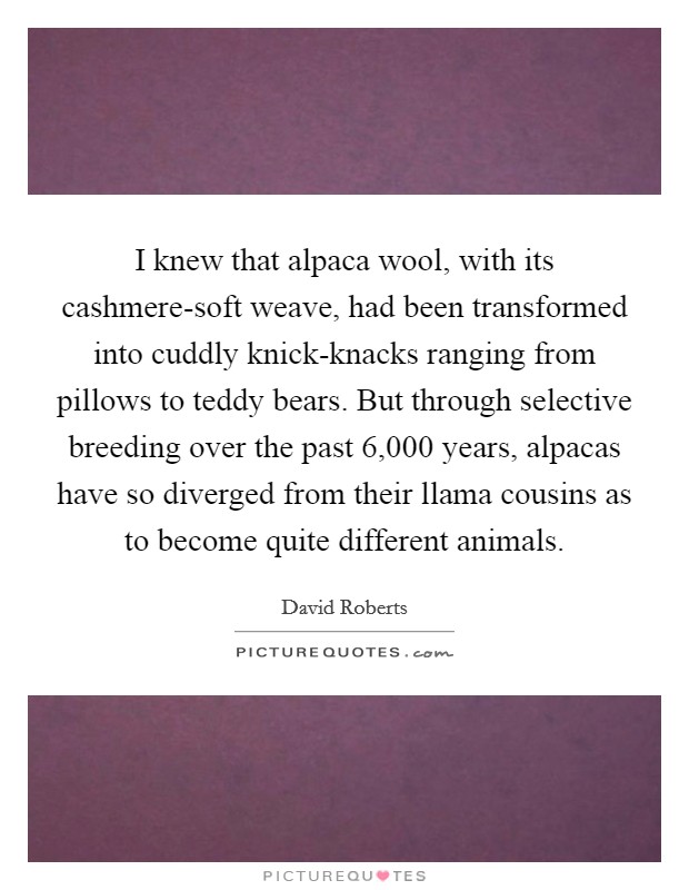 I knew that alpaca wool, with its cashmere-soft weave, had been transformed into cuddly knick-knacks ranging from pillows to teddy bears. But through selective breeding over the past 6,000 years, alpacas have so diverged from their llama cousins as to become quite different animals. Picture Quote #1