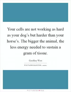 Your cells are not working as hard as your dog’s but harder than your horse’s. The bigger the animal, the less energy needed to sustain a gram of tissue Picture Quote #1