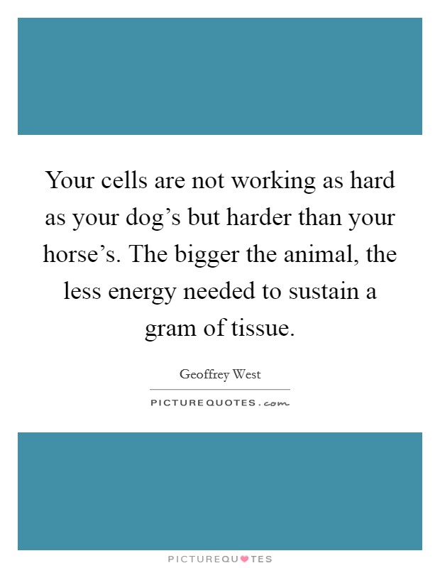 Your cells are not working as hard as your dog's but harder than your horse's. The bigger the animal, the less energy needed to sustain a gram of tissue. Picture Quote #1