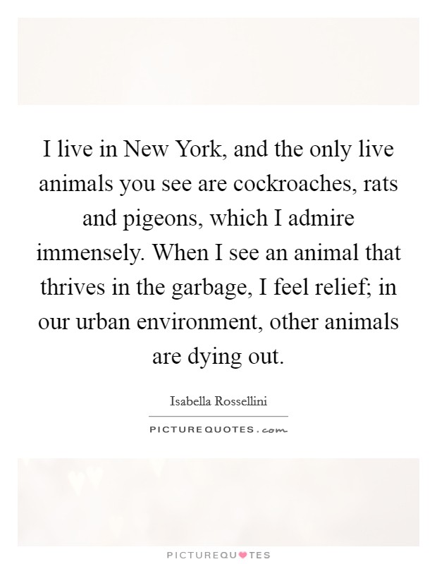 I live in New York, and the only live animals you see are cockroaches, rats and pigeons, which I admire immensely. When I see an animal that thrives in the garbage, I feel relief; in our urban environment, other animals are dying out. Picture Quote #1