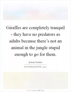 Giraffes are completely tranquil - they have no predators as adults because there’s not an animal in the jungle stupid enough to go for them Picture Quote #1