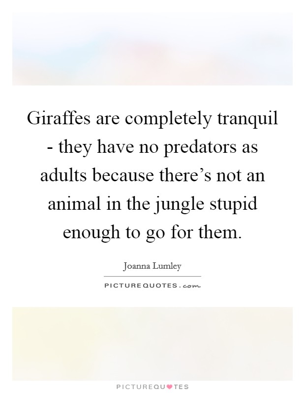 Giraffes are completely tranquil - they have no predators as adults because there's not an animal in the jungle stupid enough to go for them. Picture Quote #1