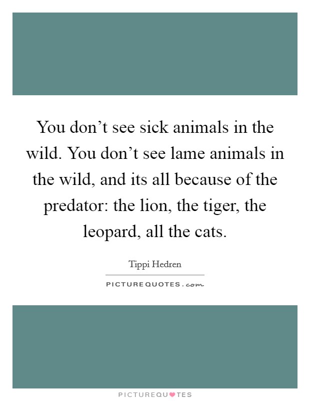 You don't see sick animals in the wild. You don't see lame animals in the wild, and its all because of the predator: the lion, the tiger, the leopard, all the cats. Picture Quote #1