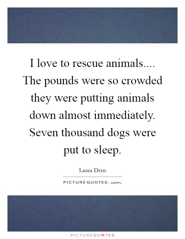 I love to rescue animals.... The pounds were so crowded they were putting animals down almost immediately. Seven thousand dogs were put to sleep. Picture Quote #1