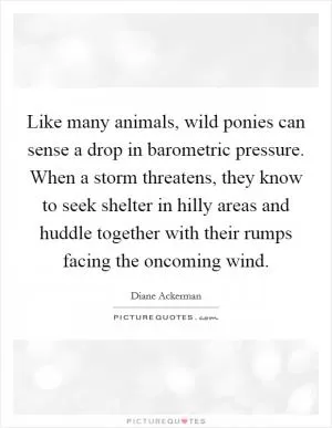 Like many animals, wild ponies can sense a drop in barometric pressure. When a storm threatens, they know to seek shelter in hilly areas and huddle together with their rumps facing the oncoming wind Picture Quote #1