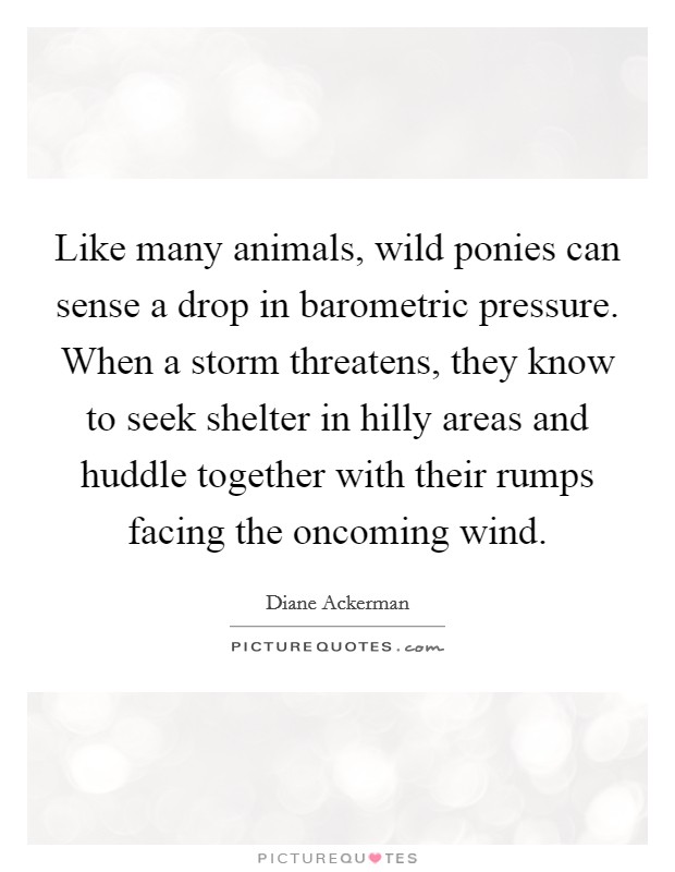 Like many animals, wild ponies can sense a drop in barometric pressure. When a storm threatens, they know to seek shelter in hilly areas and huddle together with their rumps facing the oncoming wind. Picture Quote #1