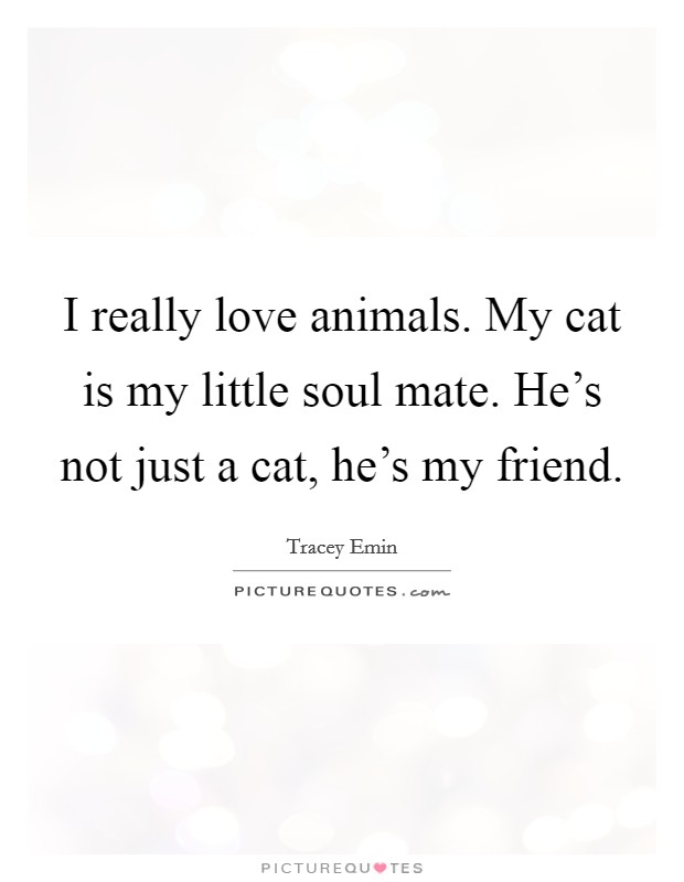 I really love animals. My cat is my little soul mate. He's not just a cat, he's my friend. Picture Quote #1