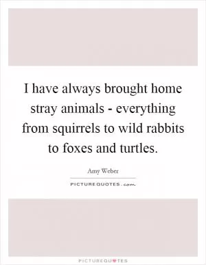 I have always brought home stray animals - everything from squirrels to wild rabbits to foxes and turtles Picture Quote #1