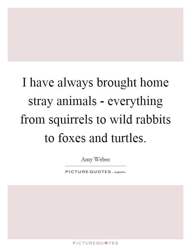 I have always brought home stray animals - everything from squirrels to wild rabbits to foxes and turtles. Picture Quote #1