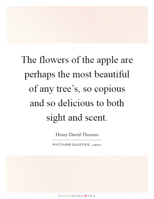 The flowers of the apple are perhaps the most beautiful of any tree's, so copious and so delicious to both sight and scent. Picture Quote #1