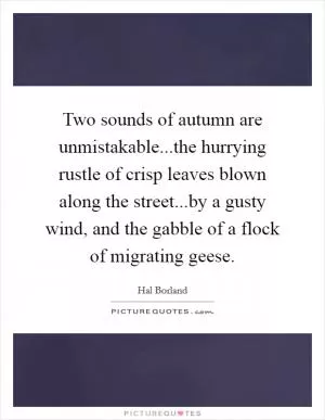 Two sounds of autumn are unmistakable...the hurrying rustle of crisp leaves blown along the street...by a gusty wind, and the gabble of a flock of migrating geese Picture Quote #1