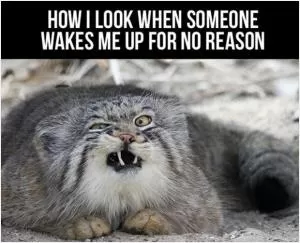 How I look when someone wakes me up for no reason Picture Quote #1